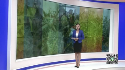 －－“水果玉米”助脱贫   爱心采摘邀您来