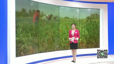 －－辣椒映红致富路　助力精准扶贫