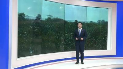 －－丰山镇：橘子成熟季 采摘乐趣多