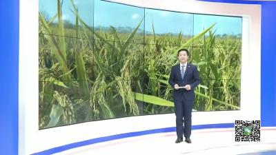 －－这片水杉林彻底变成金红，美爆了冬日！