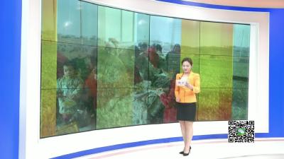 －－小河“红嘴”土菠菜　一季收入百万