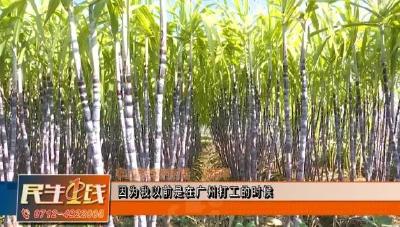 致富好产业！孝昌村民种出超甜甘蔗，一亩地年产值达4万！