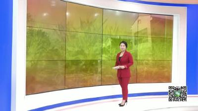 －－花园镇：甜玉米种植   甜进农民心