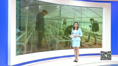 －－季店乡雷河村：小小食用菌　发酵脱贫致富潮