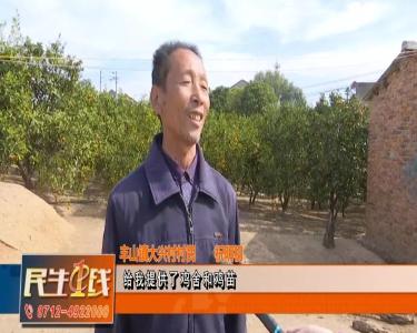 投资少、见效快、易实施！孝昌这儿的林下养鸡成为脱贫致富新亮点
