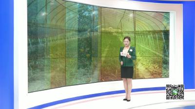 －－农村“野草”名唤白芨  经济效益好种植门道多