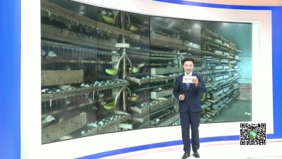 －－优秀“村小二”李胜红：最美新农人　点燃村民致富梦