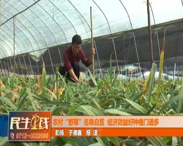 “野草”变身“土黄金”，孝昌村民美滋滋！