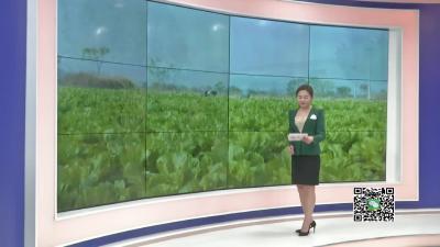 －－白沙镇：引进“尖板眼” 抱团脱贫致富