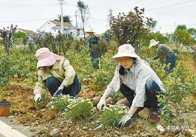 村企结对帮扶，让孝昌这个村绿了荒山富了口袋！