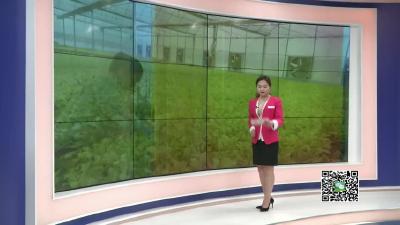 －－季店乡：能人回乡种植蔬菜　带动村民就业增收