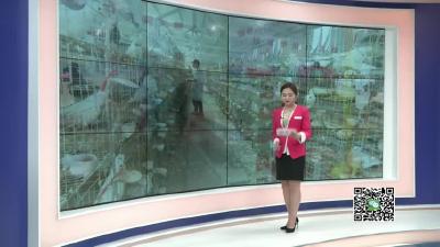 －－90后小伙预见商机　养殖肉鸽让他月入三万