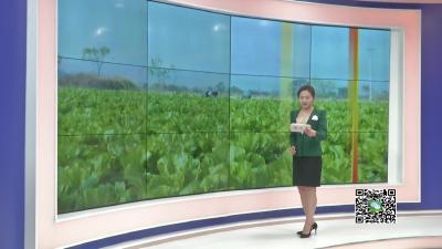 －－孝廉故事正能量  楚剧展演受追捧