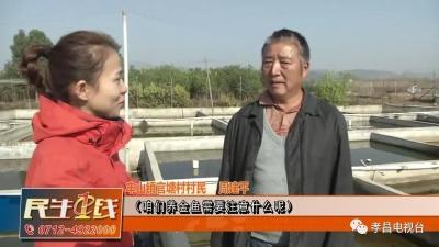 孝昌村民回乡养金鱼年入百万，小水塘变身“聚宝盆”！