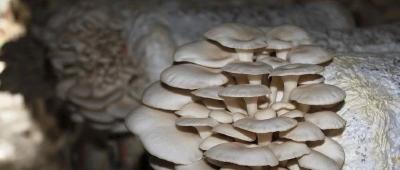 食用菌变身“软黄金”，让孝昌这个小山村按下脱贫致富的快捷键！