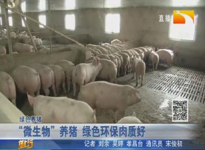 孝昌猪倌“微生物”养猪，绿色环保肉质好！
