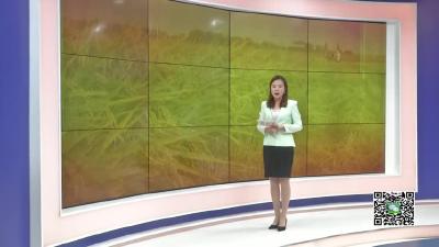 －－邹岗镇：牛迹山下“太子米” 村民脱贫“香饽饽”