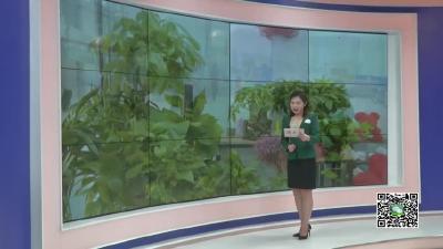 冬季绿植养护小技巧 “暖暖”过冬季