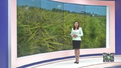－－季店乡雷河村：食用菌种植“钱”景好