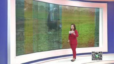 －－【新春走基层】县农业局：抓好田间管理工作  积极应对低温阴雨寡照天气
