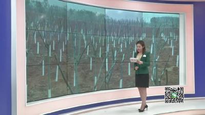 －－【新春走基层】周巷：引入市场主体　发展壮大苗木产业