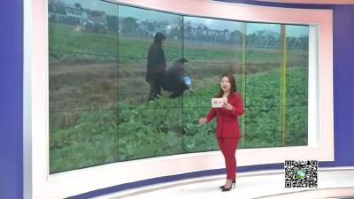 －－【新春走基层】周巷镇李砦村：民俗盛宴闹元宵
