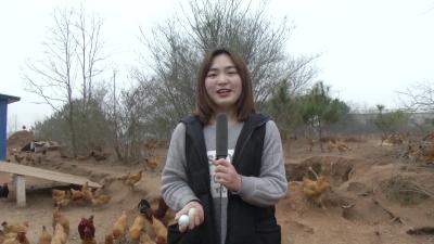 －－【春天的足迹•新春走基层】小河镇：大力发展种养业  产业富农显成效