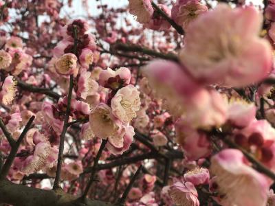 孟宗公园梅花盛 周末采风好去处