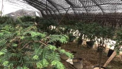 【春天的足迹·新春走基层】国家一级保护植物“ 红豆杉”落户孝昌，让村民致富有靠山！