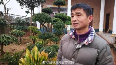 【我给两会捎句话】孝昌农人工匠专攻枸骨树！希望降低园林生产成本，增产扩销！