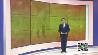 －－【春天的足迹•新春走基层】王店镇严刘村：半自动化养鸽省力又省心