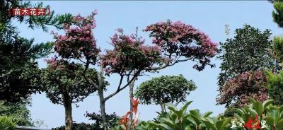 孝昌推进全域绿化美县富民