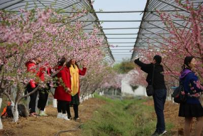 富了口袋 ，美了乡村，助力扶贫！孝昌桃花节搅热“桃经济”！