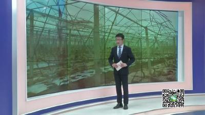 －－【春天的足迹•新春走基层】王店镇白鹤村：特色景点建设忙 欲引游客来观光