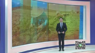 －－【春天的足迹•记者走基层】小小荸荠成为农民的“致富宝贝”