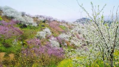 美若仙境！丰山镇祝河村2000余亩花海进入盛花期！