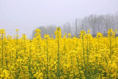 孝昌近郊藏着一大片油菜花海！蜂蝶相涌，美得让人心醉！