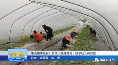丰山镇丰胜村：西瓜大棚建在村，技术收入两促进！