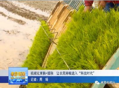 孝昌机械化育秧+插秧，让农民种粮进入“科技时代”！