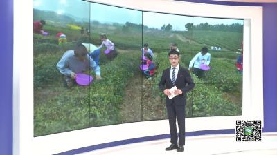 －－小河镇：学生当起“茶农” 体验采茶乐趣