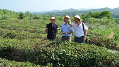 孝昌能扶贫的“茶博士”，这样念活“致富经”！