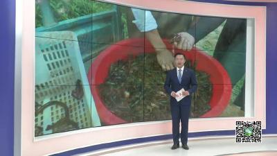 －－专家“住村”指导 清水虾告别瘟疫真菌