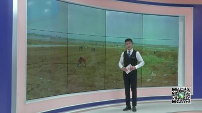 －－季店乡：“订单辣椒”　助农增收脱贫