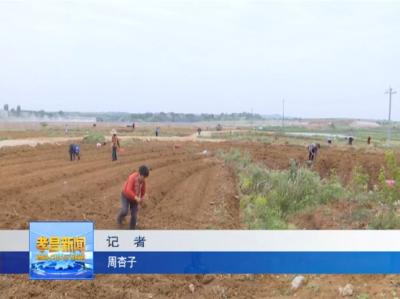 小小辣椒铺就致富之路　订单模式种出“红火日子”！