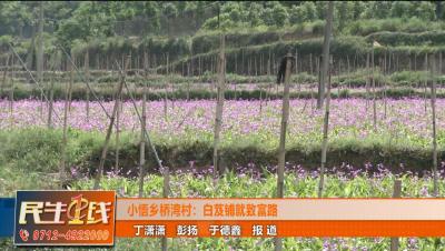 小悟乡桥湾村：白芨铺就致富路！