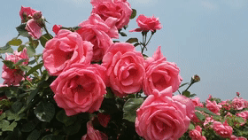 小悟乡田堂村：月季花开迎客来！