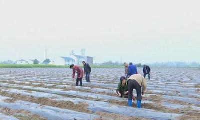小河镇国庆村：产业扶贫强“造血”！村民走上脱贫致富路！
