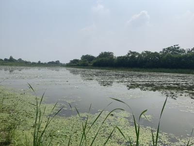 小河镇国庆村：睡莲产业    助力扶贫 　