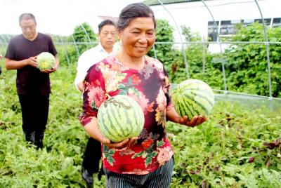 “孝昌西瓜“熟了！把这些人忙坏了!