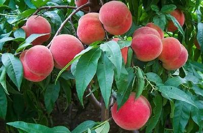 桃子熟了！走，去丰山镇祝河村摘桃子~